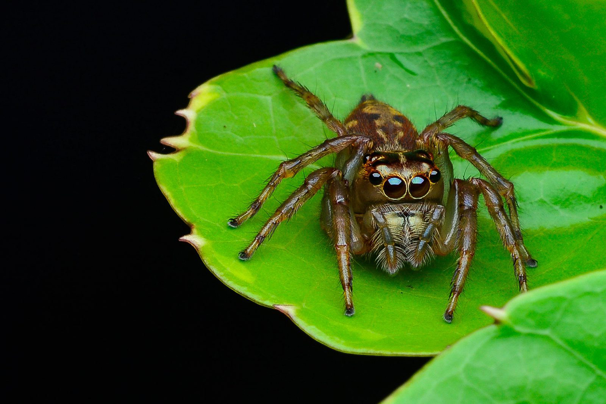 O que Significa SONHAR com ARANHA?