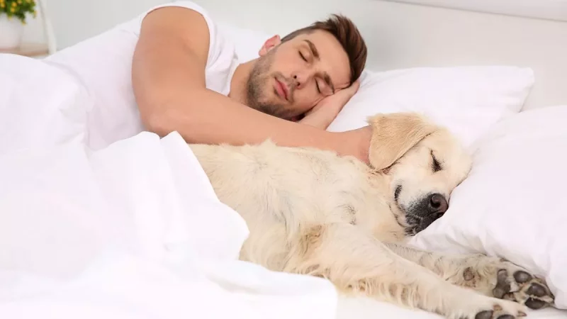 Faz mal dormir com os pets na cama? Descubra
