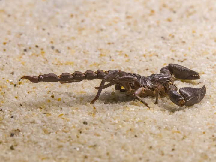 Afastar escorpiões: Veja técnicas para afastá-los de sua casa