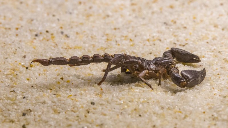 Afastar escorpiões: Veja técnicas para afastá-los de sua casa